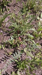 Astragalus tennesseensis