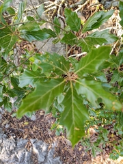 Quercus canbyi