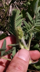 Astragalus tennesseensis