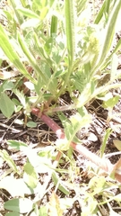 Astragalus tennesseensis