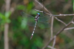 Macrothemis imitans