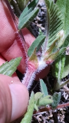 Astragalus tennesseensis