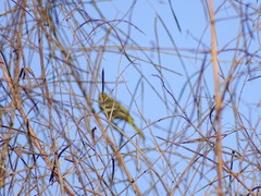 Icterus spurius