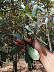 Ternstroemia lineata