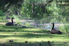 Branta canadensis