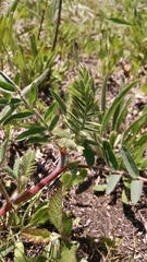 Astragalus tennesseensis