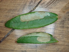 Phyllonorycter ledella