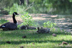 Branta canadensis