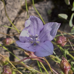Wahlenbergia cuspidata