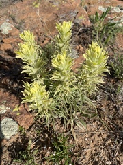 Castilleja citrina