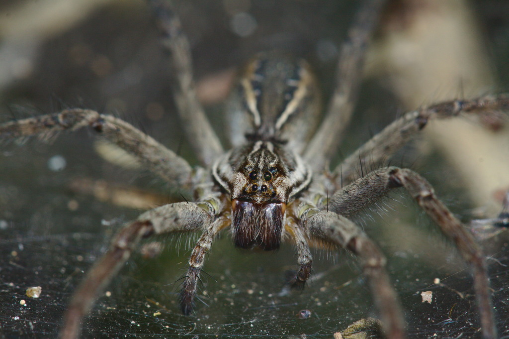 Sosippinae