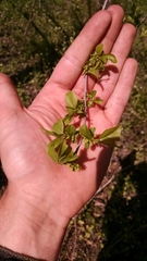 Rhamnus lanceolata