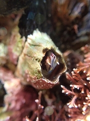 Austromegabalanus psittacus