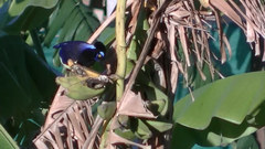 Cyanocorax chrysops
