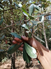 Ternstroemia lineata