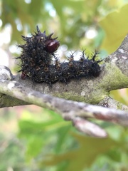 Hemileuca maia
