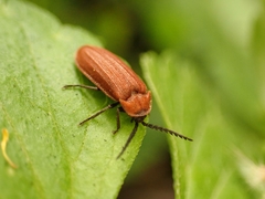 Cyphonocerus sanguineus
