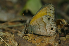 Pharneuptychia phares