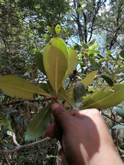 Ternstroemia lineata