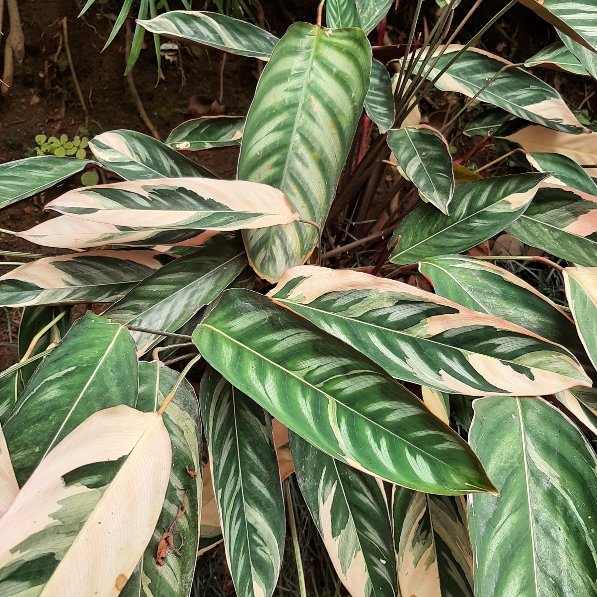 Imagem de Maranta
