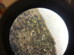 Echinosphaeria canescens