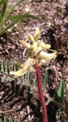 Astragalus tennesseensis