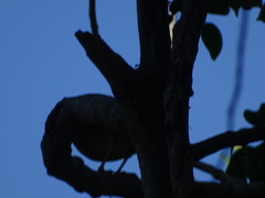 Turdus rufopalliatus