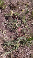 Astragalus tennesseensis