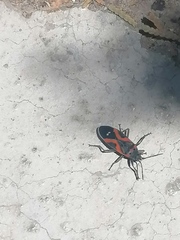 Lygaeus kalmii