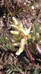 Astragalus tennesseensis