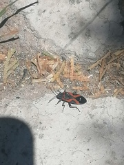 Lygaeus kalmii