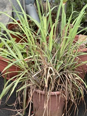 Cymbopogon nardus