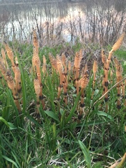 Equisetum arvense