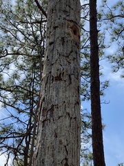 Dryobates borealis