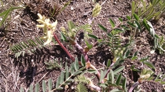 Astragalus tennesseensis