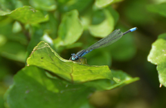 Acanthagrion hildegarda