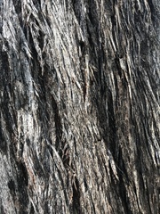 Eucalyptus planchoniana