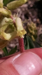 Astragalus tennesseensis