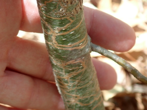 White Pine Barkminer Moth photo 3