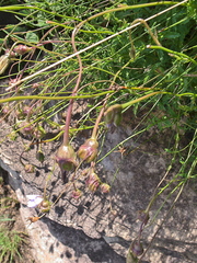 Wahlenbergia cuspidata