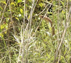 Masticophis flagellum testaceus