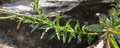 Wahlenbergia cuspidata