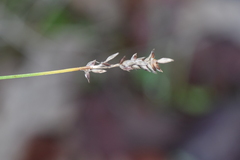 Carex muricata