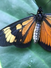 Actinote pellenea equatoria