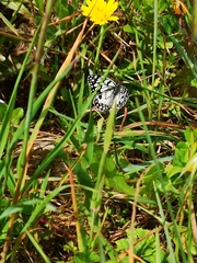 Melanargia ines