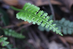 Asplenium prolongatum