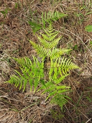 Pteridium caudatum