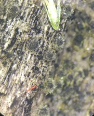 Echinosphaeria canescens