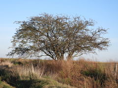Prosopis caldenia