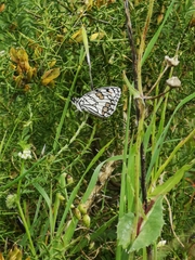 Melanargia ines